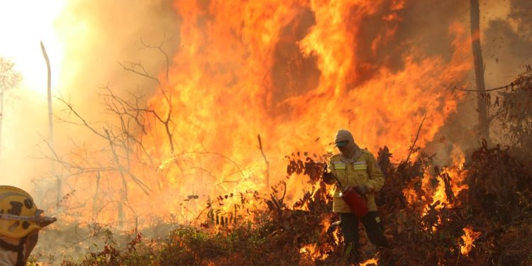 Indígenas brasileiros enfrentam floresta amazônica mais seca
