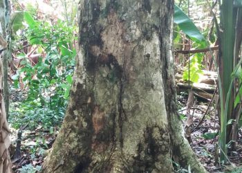 Estudo alerta que mudanças climáticas podem causar perdas bilionárias e ameaça a espécies de cumaru na Amazônia