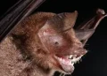 Pesquisadores brasileiros descobrem novo coronavírus em morcegos com semelhança ao SARS-CoV-2