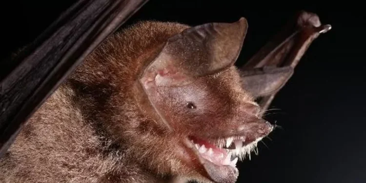 Pesquisadores brasileiros descobrem novo coronavírus em morcegos com semelhança ao SARS-CoV-2