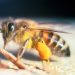 Estudo aponta que inseticidas reduzem sobrevivência e capacidade de voo de abelhas africanizadas