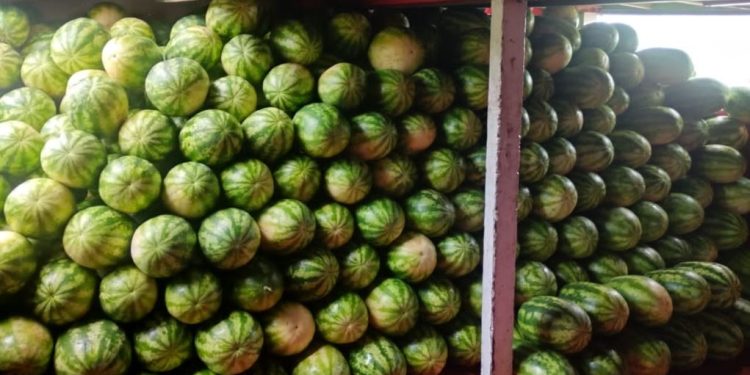 Prefeitura de Itacoatiara garante transporte de mais de 5 toneladas de melancia produzidas na Comunidade Nossa Senhora da Conceição, Ilha do Januário