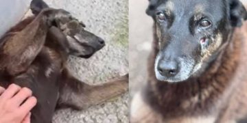 Caso Cão Orelha: Polícia apreende celulares de adolescentes ao chegarem da Disney