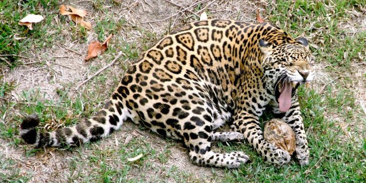 Onças invadem áreas urbanas em busca de alimentos