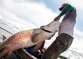 Ibama libera pesca de pirarucu fora da Amazônia e transforma manejo tradicional em serviço ambiental