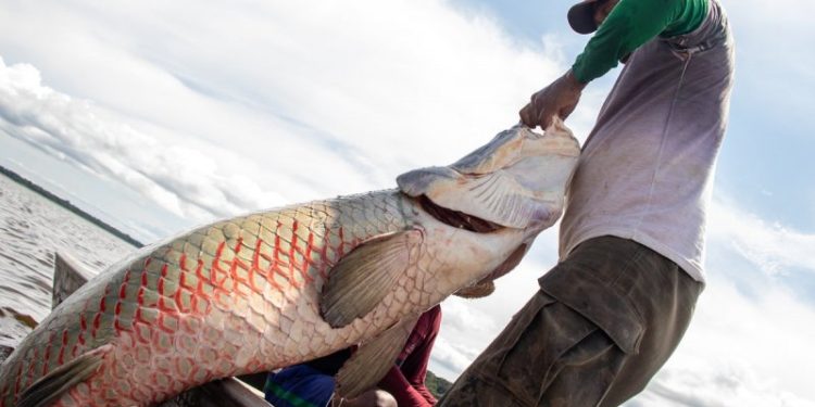 Ibama libera pesca de pirarucu fora da Amazônia e transforma manejo tradicional em serviço ambiental