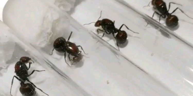 Chinês é condenado no Quênia após tentar contrabandear formigas vivas