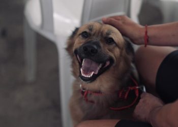 Castração Gratuita: Sepet abre agendamento para 300 vagas no bairro Cidade de Deus nesta quinta (02)