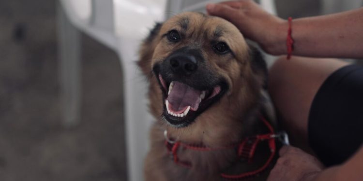 Castração Gratuita: Sepet abre agendamento para 300 vagas no bairro Cidade de Deus nesta quinta (02)