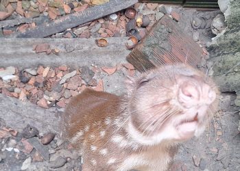 Ação contra cativeiros ilegais resgata mais de 50 animais silvestres em Manaus