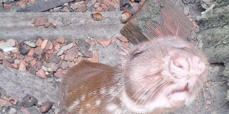 Ação contra cativeiros ilegais resgata mais de 50 animais silvestres em Manaus