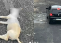VÍDEO: polícia investiga atropelamento de cachorro na zona leste de Manaus