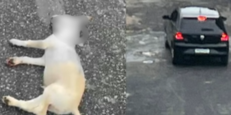 VÍDEO: polícia investiga atropelamento de cachorro na zona leste de Manaus