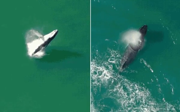 Baleia-jubarte é filmada por drone dando saltos no mar de SP; veja vídeo