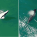 Baleia-jubarte é filmada por drone dando saltos no mar de SP; veja vídeo