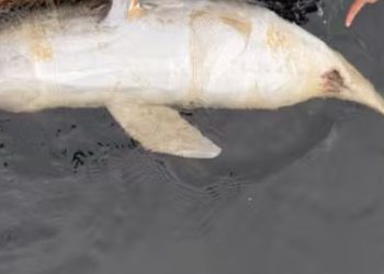 Boto é encontrado morto com suspeita de tiro no rio Tarumã, em Manaus
