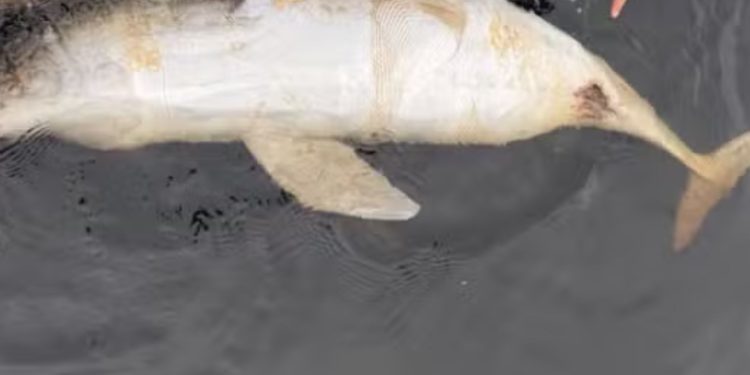 Boto é encontrado morto com suspeita de tiro no rio Tarumã, em Manaus