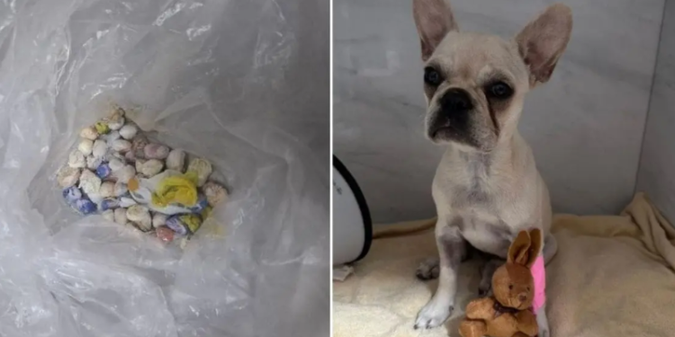 Cachorra ingere mais de 50 pedras de crack e caso termina com prisão