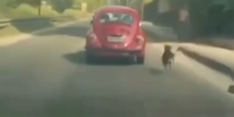 VÍDEO: cão corre atrás de Fusca após ser abandonado na Avenida Brasil
