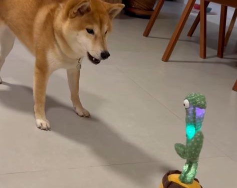 Cachorro protagoniza ‘discussão’ com ‘cacto falante’ e viraliza; VEJA