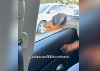 ‘Salsicha’ se diverte ao tentar morder motos em passeio de carro; VEJA