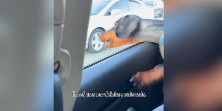 ‘Salsicha’ se diverte ao tentar morder motos em passeio de carro; VEJA