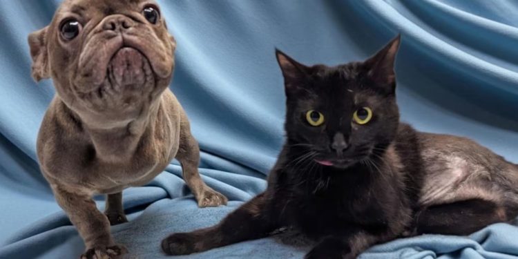 Cão e gato de três patas criam amizade em hospital e são adotados juntos