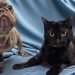 Cão e gato de três patas criam amizade em hospital e são adotados juntos