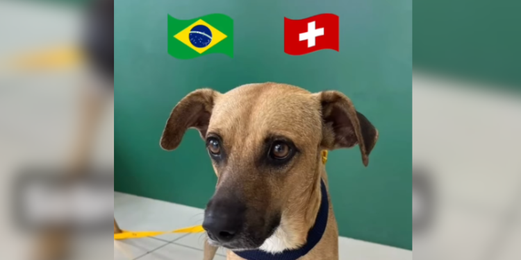 Caramelo ‘Costelinha’ sai das ruas de Fortaleza e ganha família na Suíça; VEJA