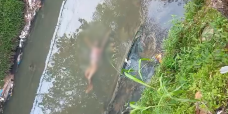 VÍDEO: moradores encontram corpo boiando em igarapé da Compensa