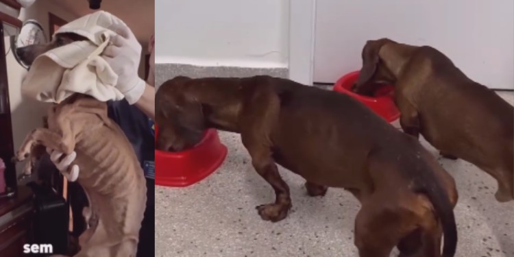 Cães que ficaram ao lado de tutor morto buscam adoção; SAIBA MAIS