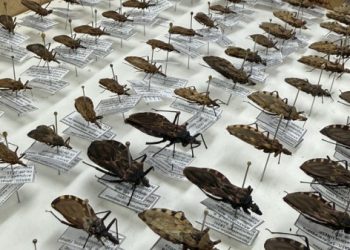 Riscos, prevenção e transmissão: veja mais sobre doença de Chagas no AM