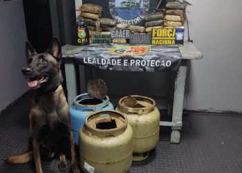 Cão farejador ‘Xerife’ encontra drogas em botijas de gás no AM