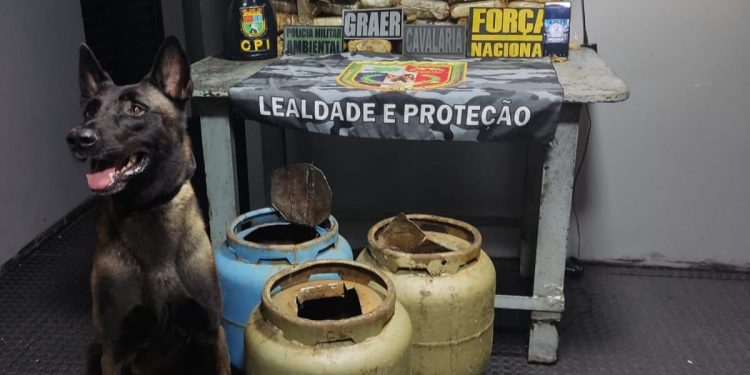 Cão farejador ‘Xerife’ encontra drogas em botijas de gás no AM