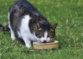 Estudo explica por que gatos não comem toda ração que está no pote