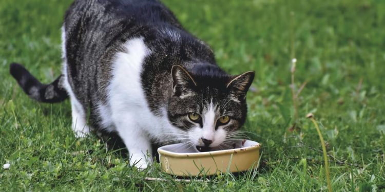 Estudo explica por que gatos não comem toda ração que está no pote