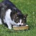 Estudo explica por que gatos não comem toda ração que está no pote