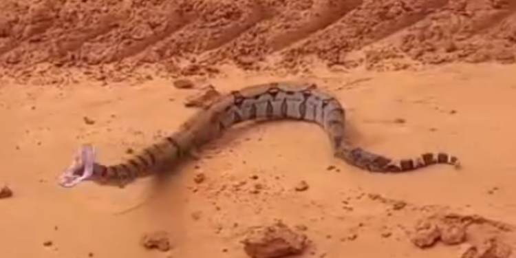 Que susto! Jiboia dá bote em carro ao ser filmada por passageiros; VEJA VÍDEO