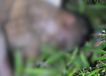 Com marcas de violência, homem é encontrado morto em área de Manaus