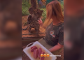 VÍDEO: onça criada como pet no AM ganha rotina de luxo saboreando picanha