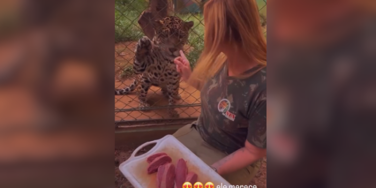 VÍDEO: onça criada como pet no AM ganha rotina de luxo saboreando picanha