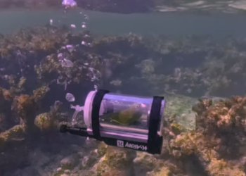 VÍDEO: homem constrói ‘mini submarino’ para papagaio mergulhar nas Bahamas