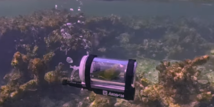 VÍDEO: homem constrói ‘mini submarino’ para papagaio mergulhar nas Bahamas