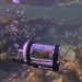 VÍDEO: homem constrói ‘mini submarino’ para papagaio mergulhar nas Bahamas