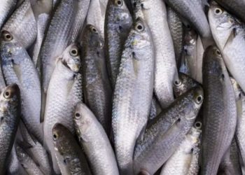 Confira a lista final de embarcações credenciadas para a pesca da tainha