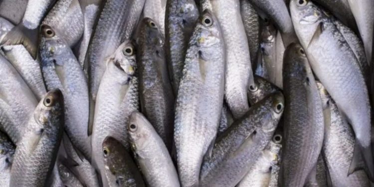 Confira a lista final de embarcações credenciadas para a pesca da tainha