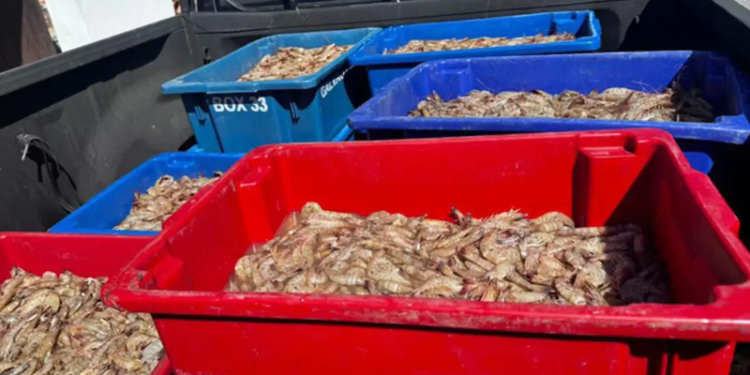 Pescadores são presos com 350 kg de camarão rosa no período do defeso