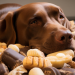 Especialista alerta sobre os riscos do chocolate para os pets na Páscoa