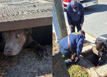 Pit bull reencontra família após desaparecer em bueiro nos EUA