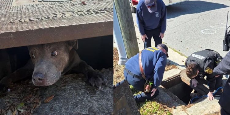 Pit bull reencontra família após desaparecer em bueiro nos EUA